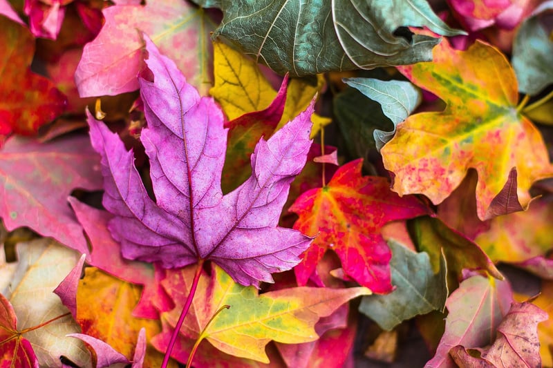 Fall Foliage Ideas