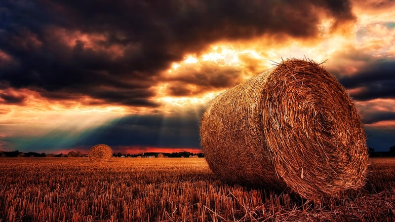 Summer Harvest Guides