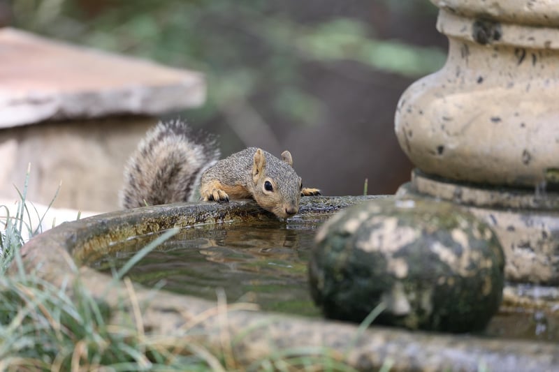 Water Feature