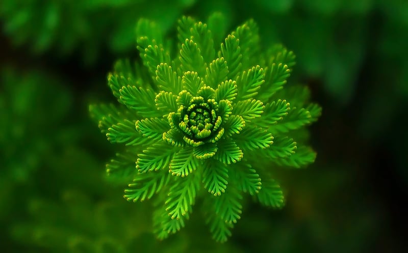 Nature